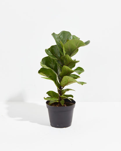 Lively Root - Fiddle Leaf Fig Tree (Ficus Lyrata)