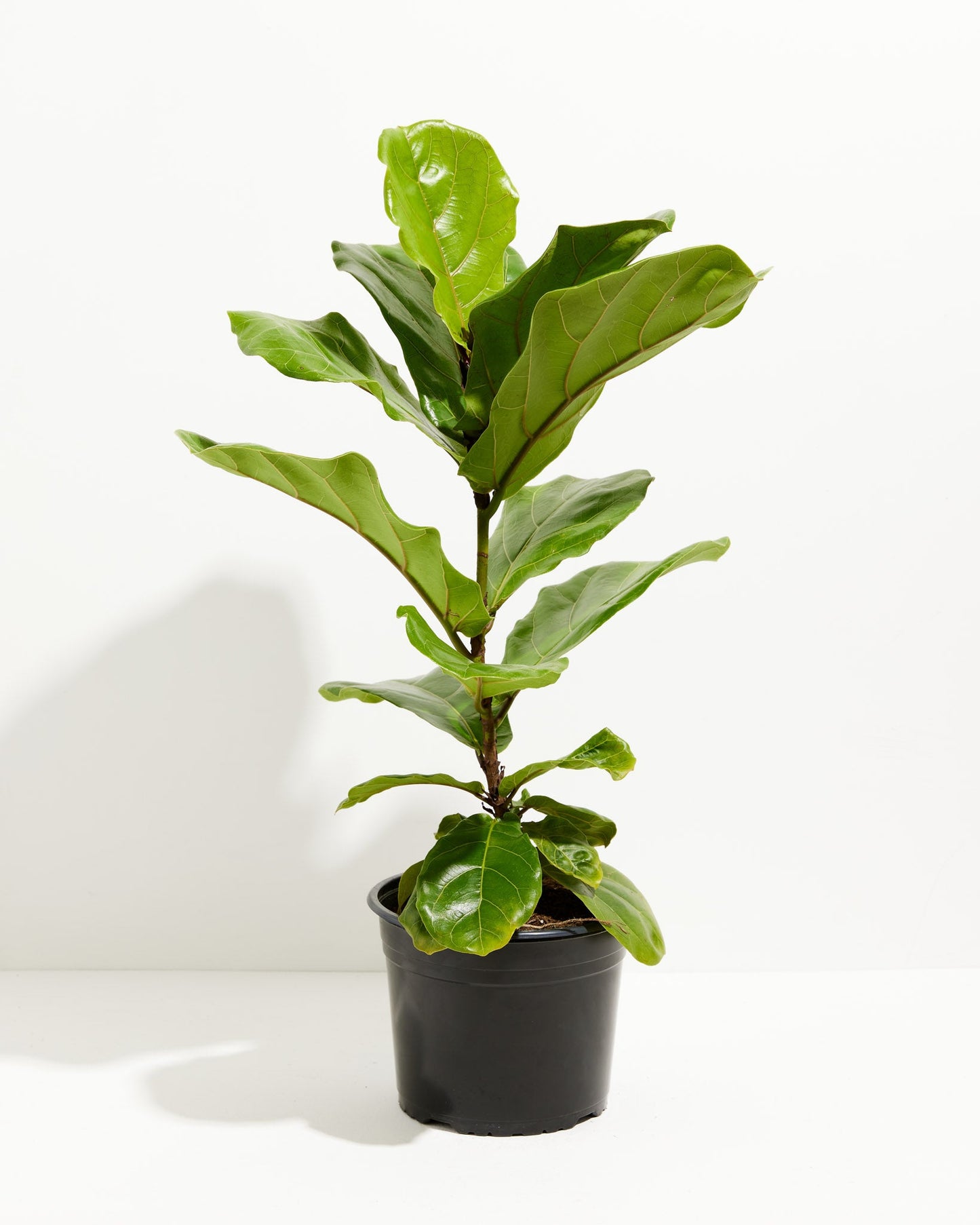 Lively Root - Fiddle Leaf Fig Tree (Ficus Lyrata)