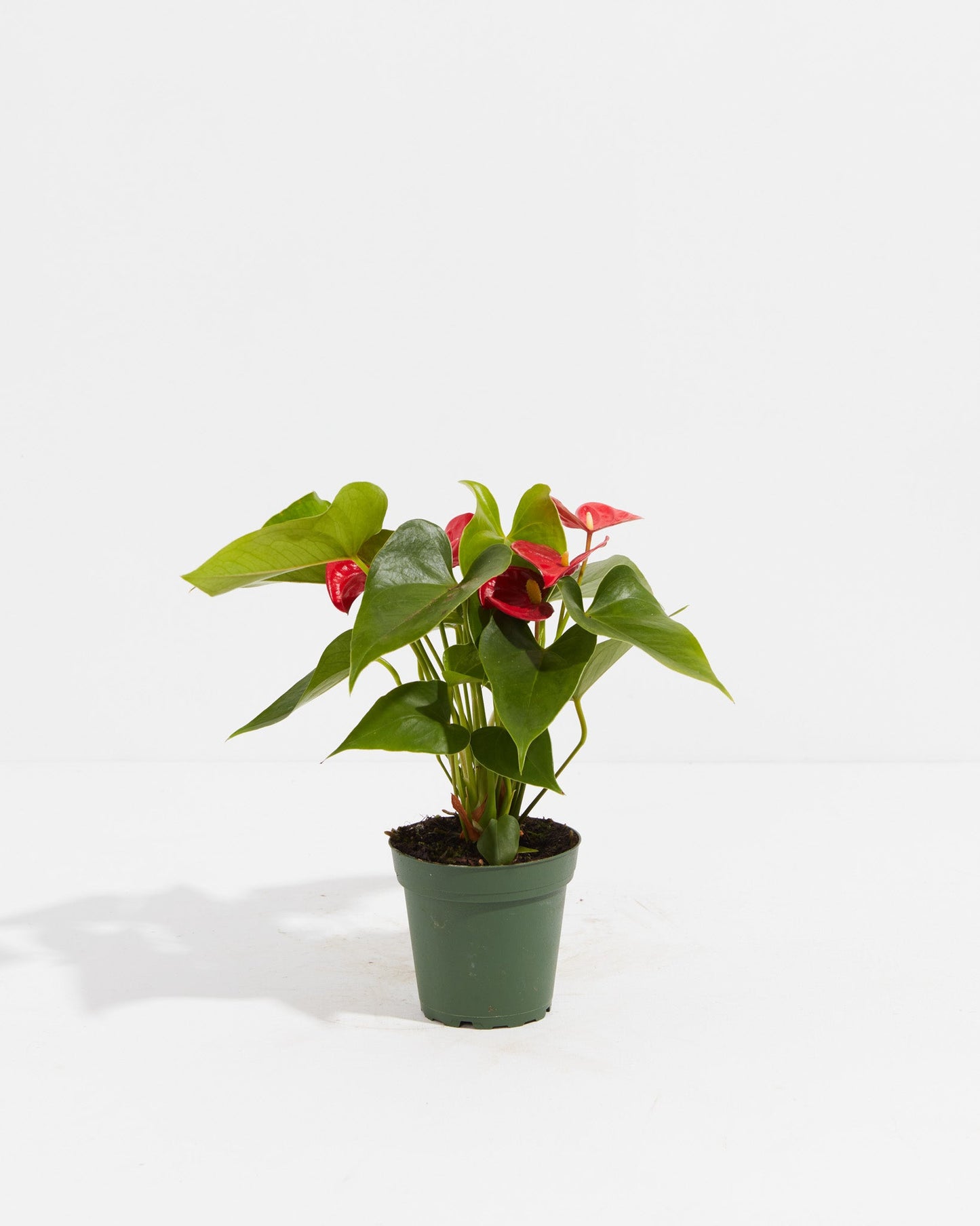 Lively Root - Anthurium Andraeanum - Flamingo Flower
