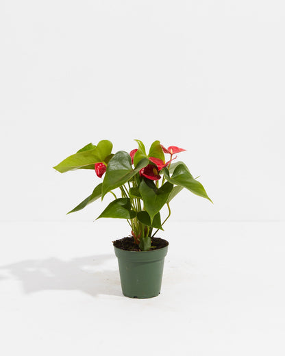 Lively Root - Anthurium Andraeanum - Flamingo Flower