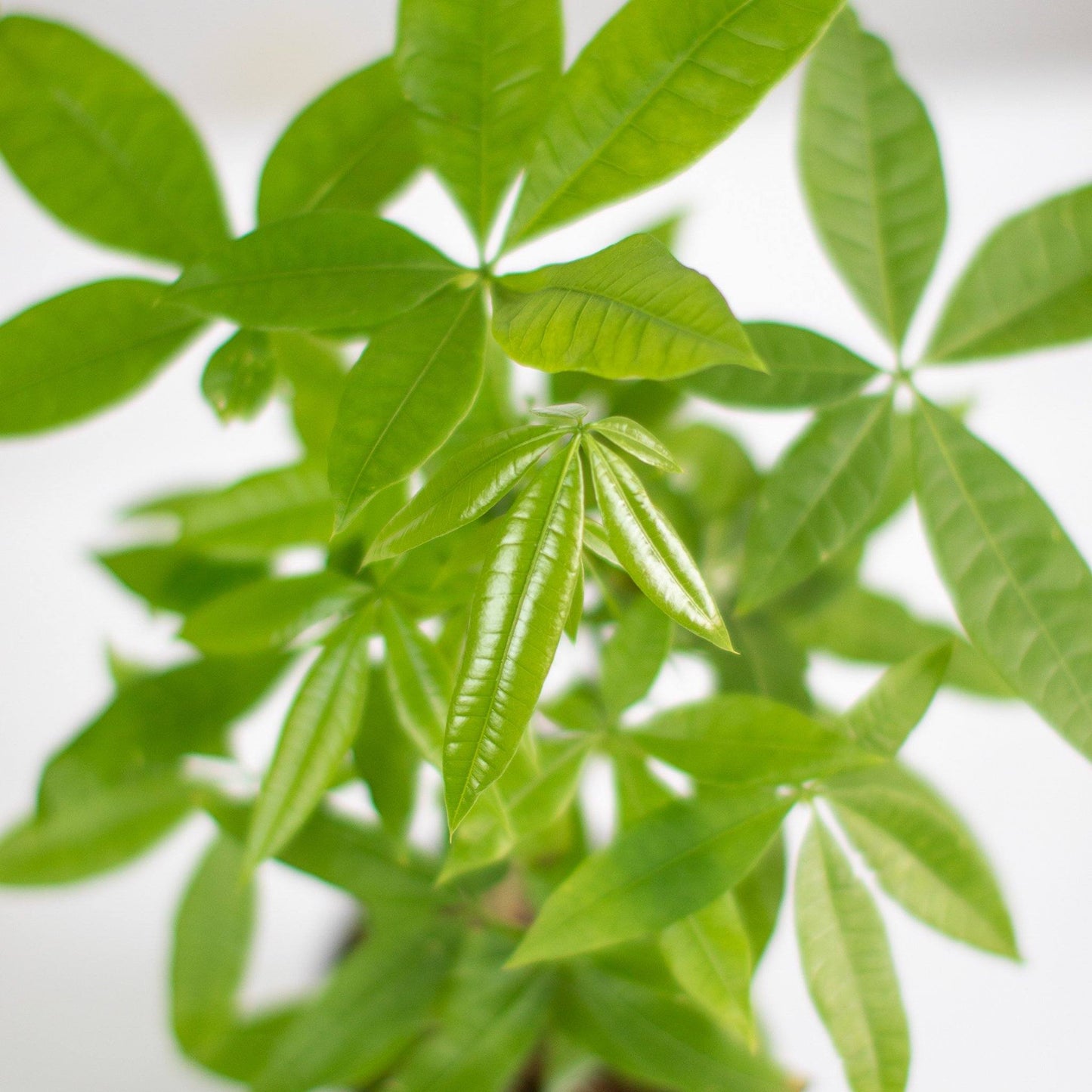 Lively Root - Money Tree Plant