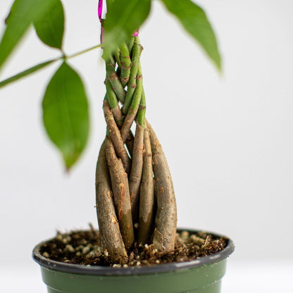 Lively Root - Money Tree Plant