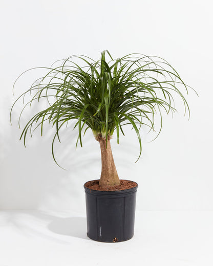 Lively Root - Ponytail Palm Tree