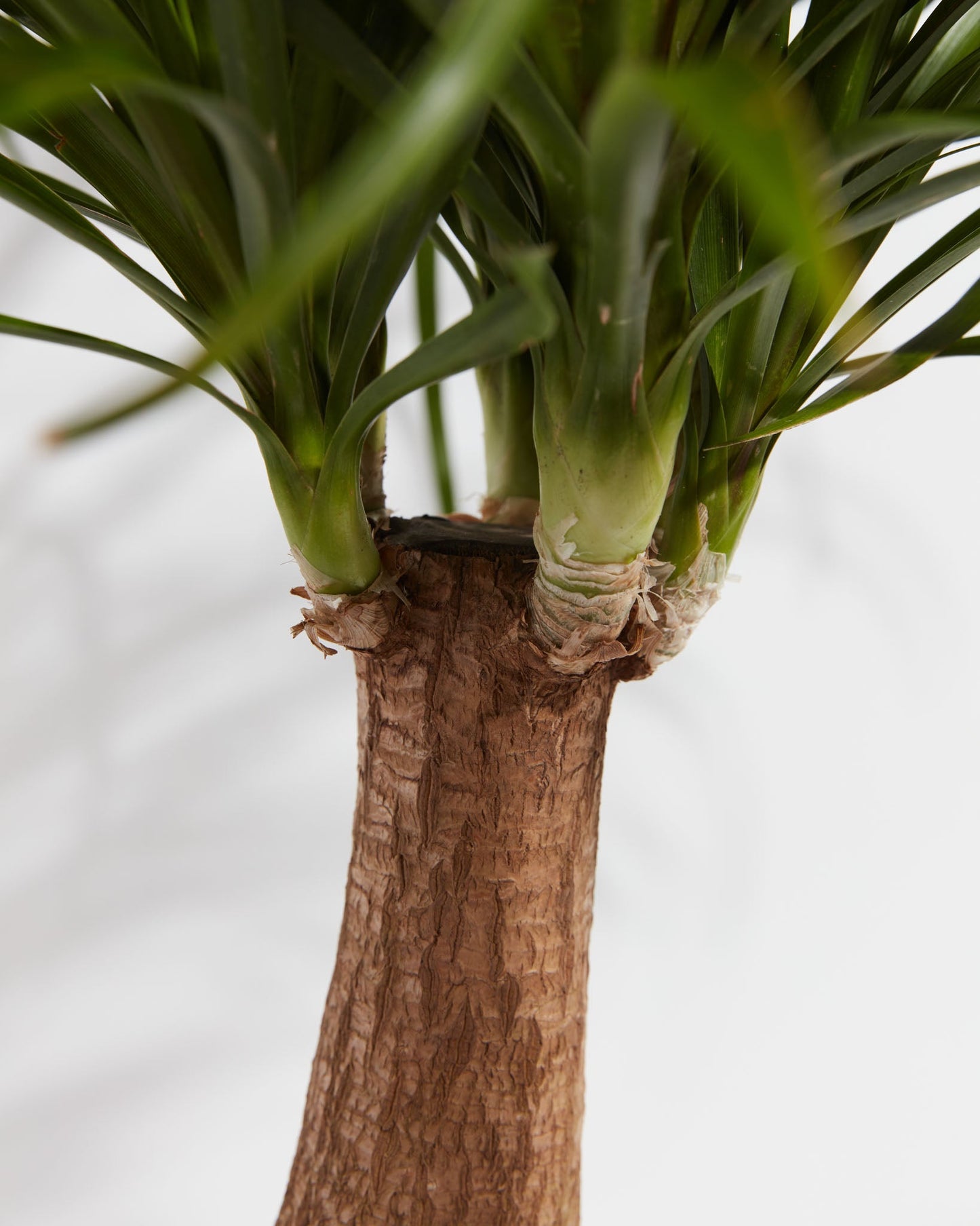 Lively Root - Ponytail Palm Tree