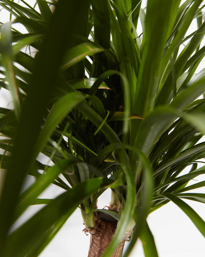 Lively Root - Ponytail Palm Tree