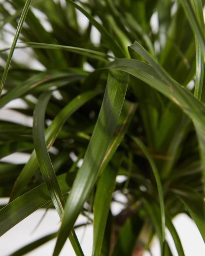 Lively Root - Ponytail Palm Tree