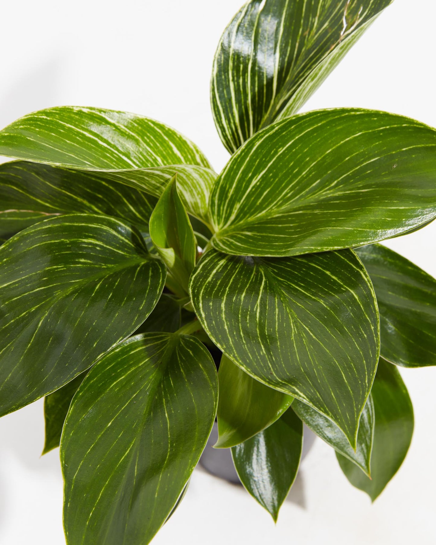 Lively Root - Philodendron Birkin