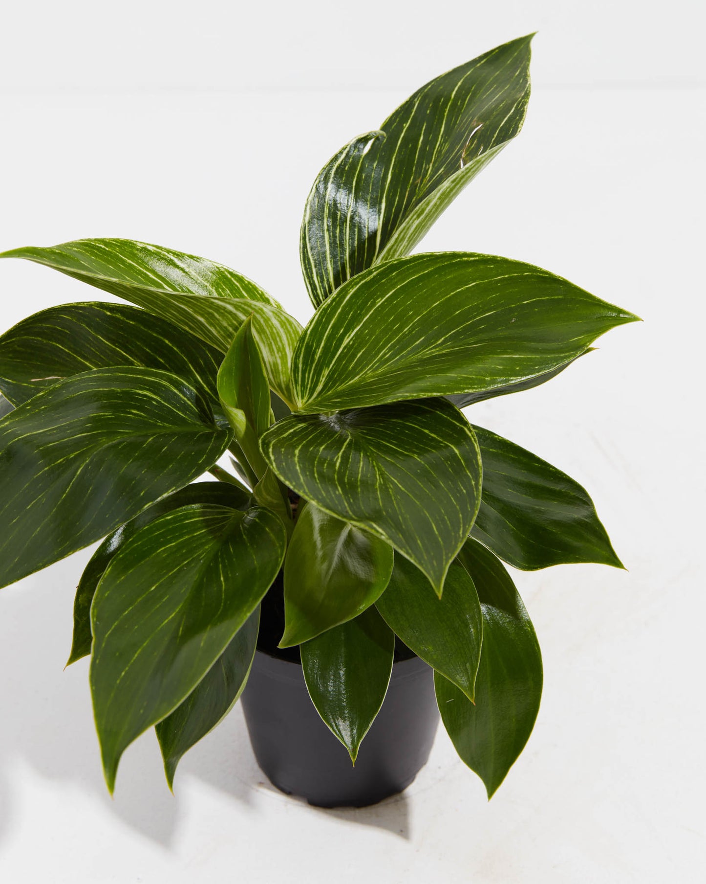 Lively Root - Philodendron Birkin