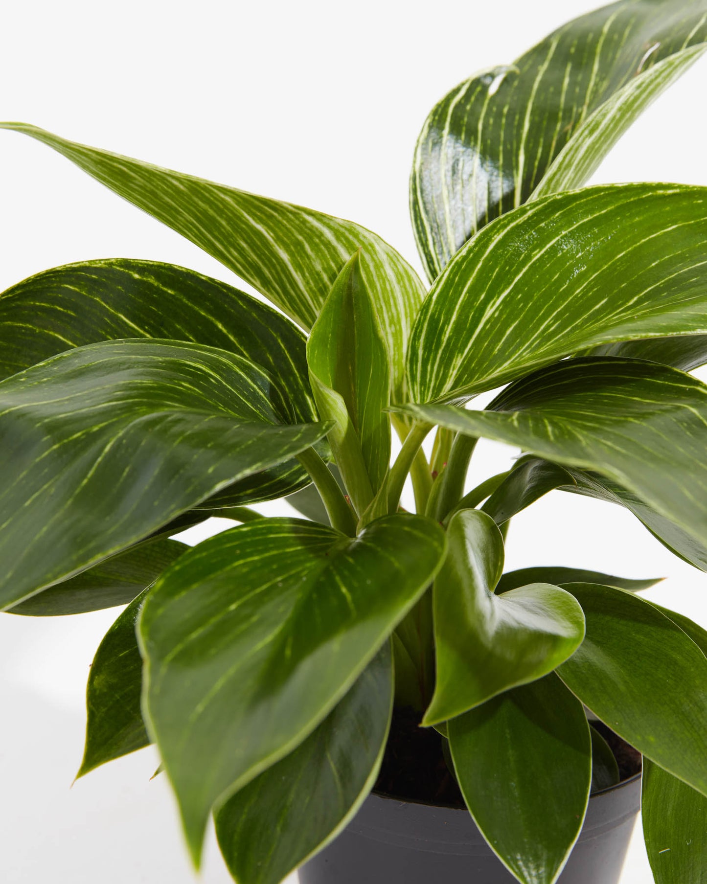 Lively Root - Philodendron Birkin