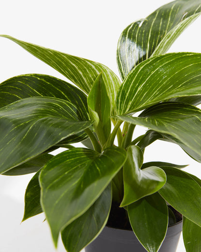 Lively Root - Philodendron Birkin