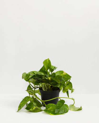Lively Root - Golden Pothos Plant