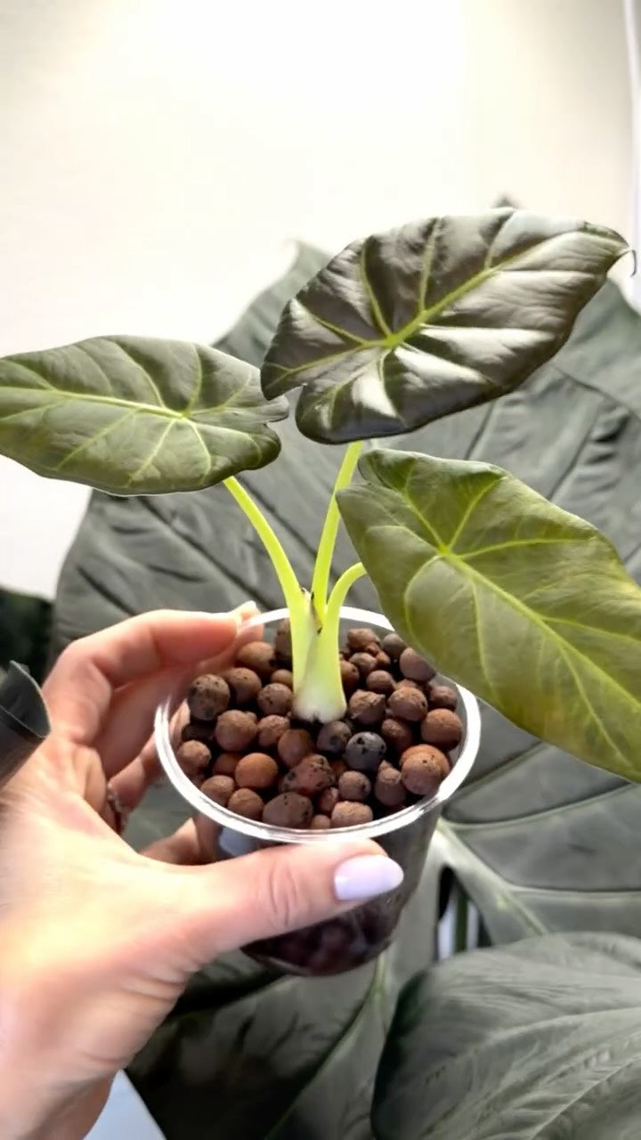 Wholesale Partner: Treleaf - Zella - Wooden Extendable Plant