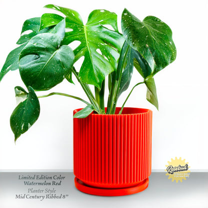 Wholesale Partner: Rosebud HomeGoods - Mid-Century Ribbed Planter
