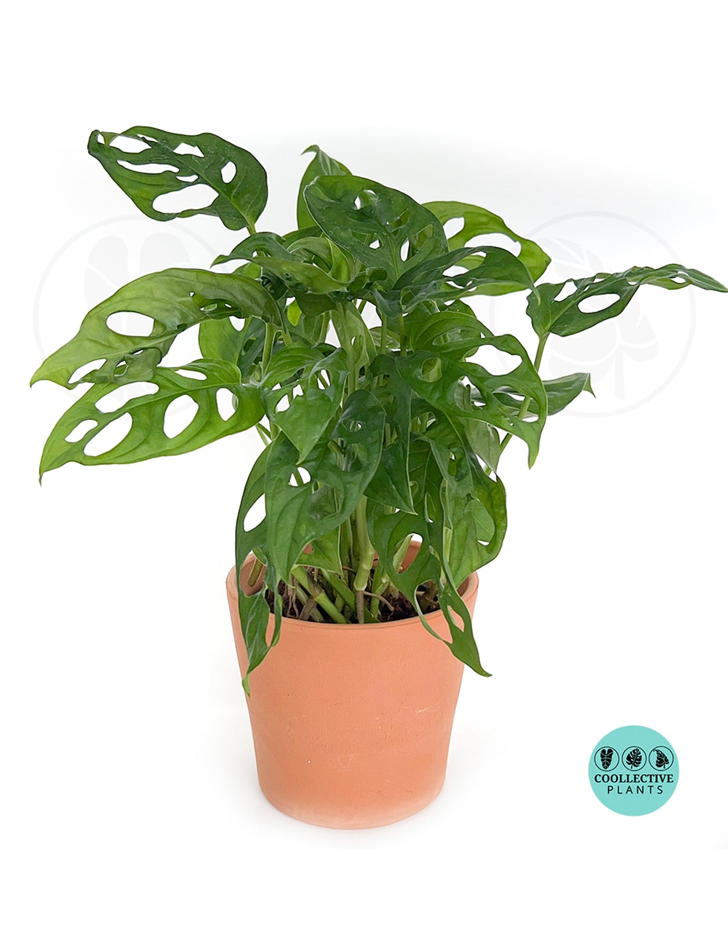 Coolective Plants - Monstera “Swiss Cheese” Plant – Tropical Split Leaf Indoor Vine | Easy Care Jungle Houseplant Starter