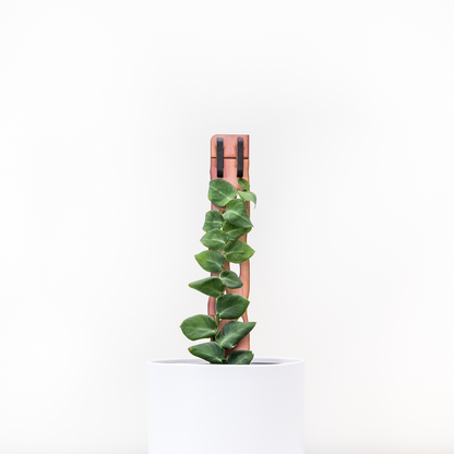 Wholesale Partner: Treleaf - Zella - Wooden Extendable Plant Support